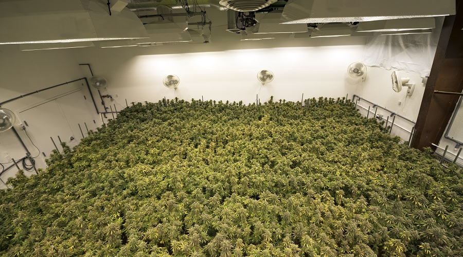 grow room marijuana