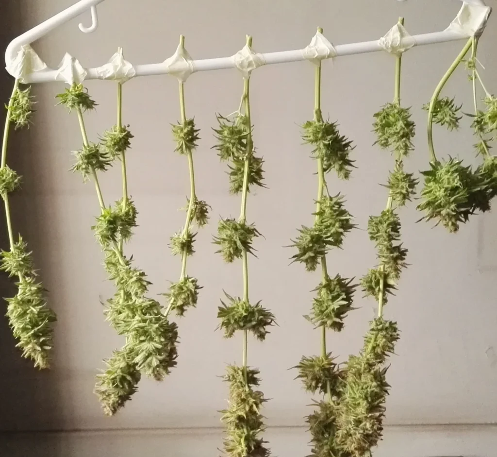 harvesting weed marijuana