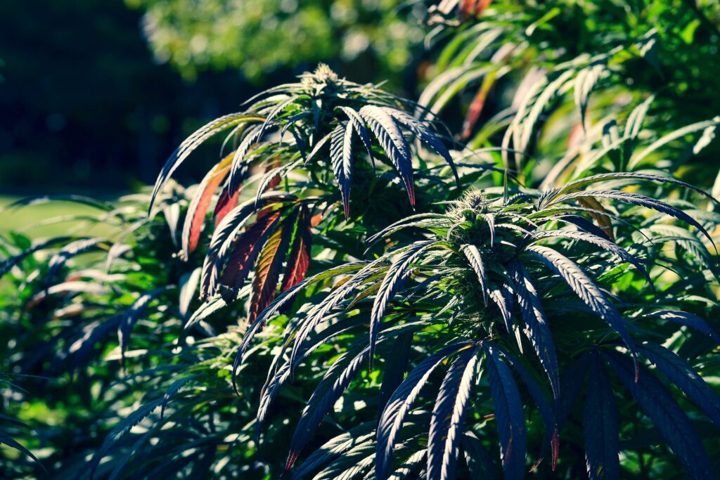 marijuana outdoor grow