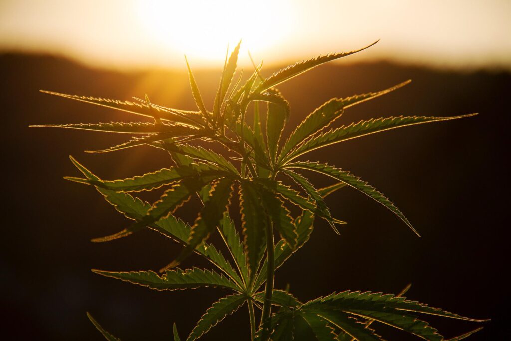 weed cannabis ottawa