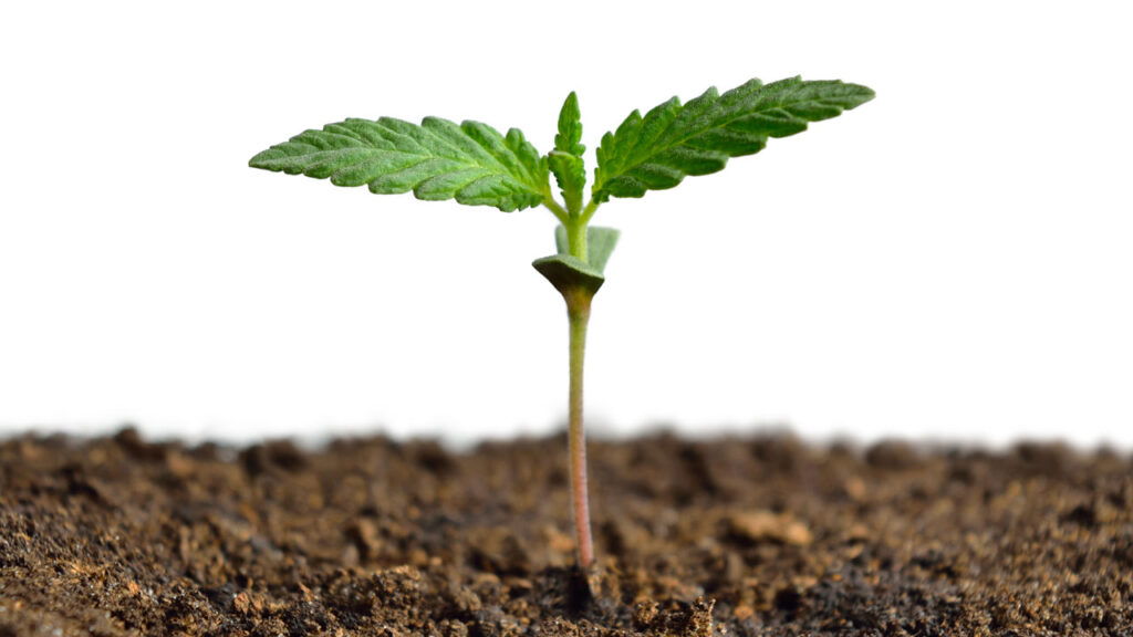 sprouting marijuana