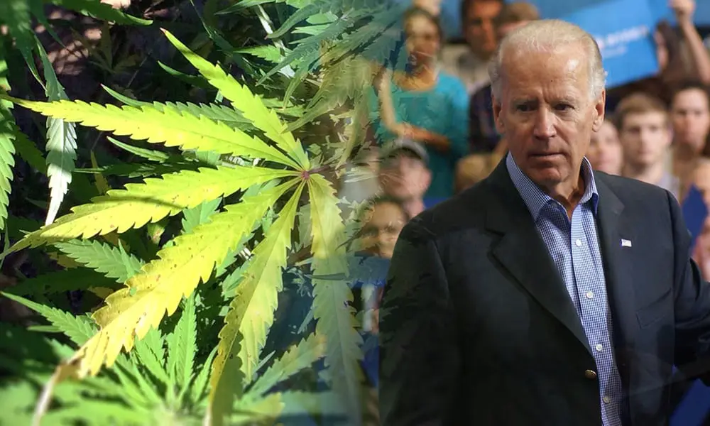 joe biden marijuana pardon