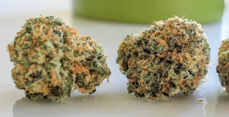 top cannabis strains 2023