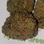 dogwalker og