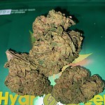 sweet ammesia haze
