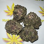 quadro grape kush
