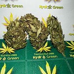 Cannabis buds on Hydro Green Shop branded background, marijuana flowers for sale.