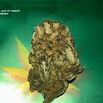 SKUNK HAZE