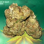 twisted citrus