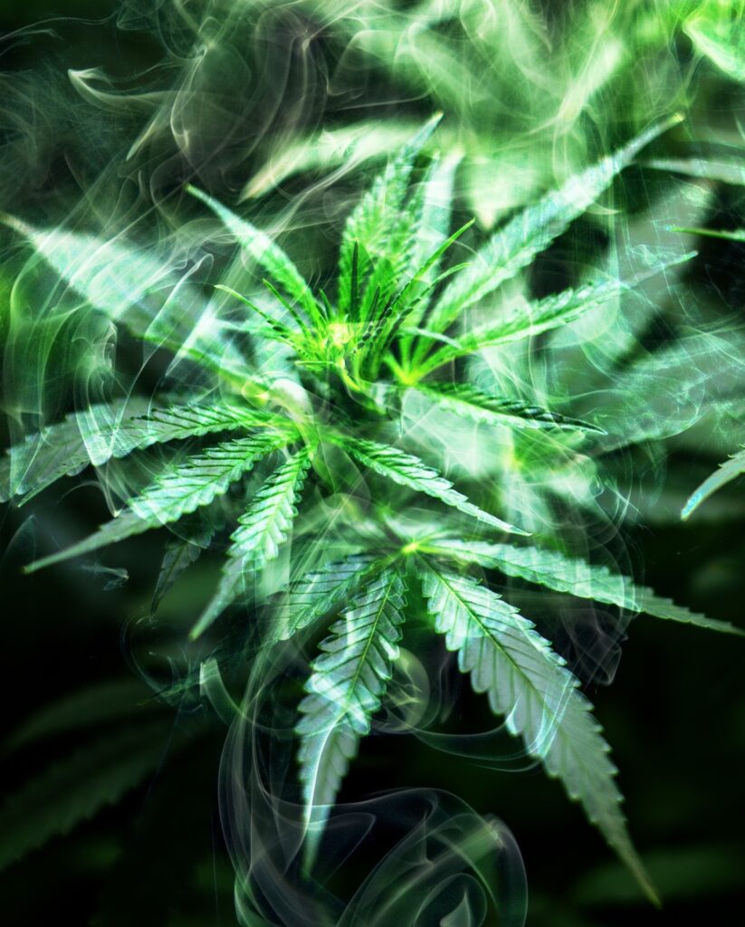 challenges facing marijuana growers