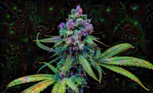 Cannabis Strains: Indica vs. Sativa