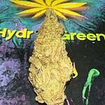 amnesia haze