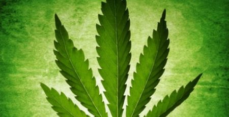 Best Cannabis for Sale in Ottawa
