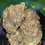 biscotti gushers