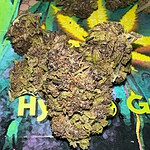 Dense cannabis buds with trichomes on colorful background.