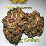 cherry kush