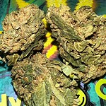 cannabis lifecycle