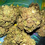 cannabis legalization