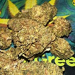 white rhino