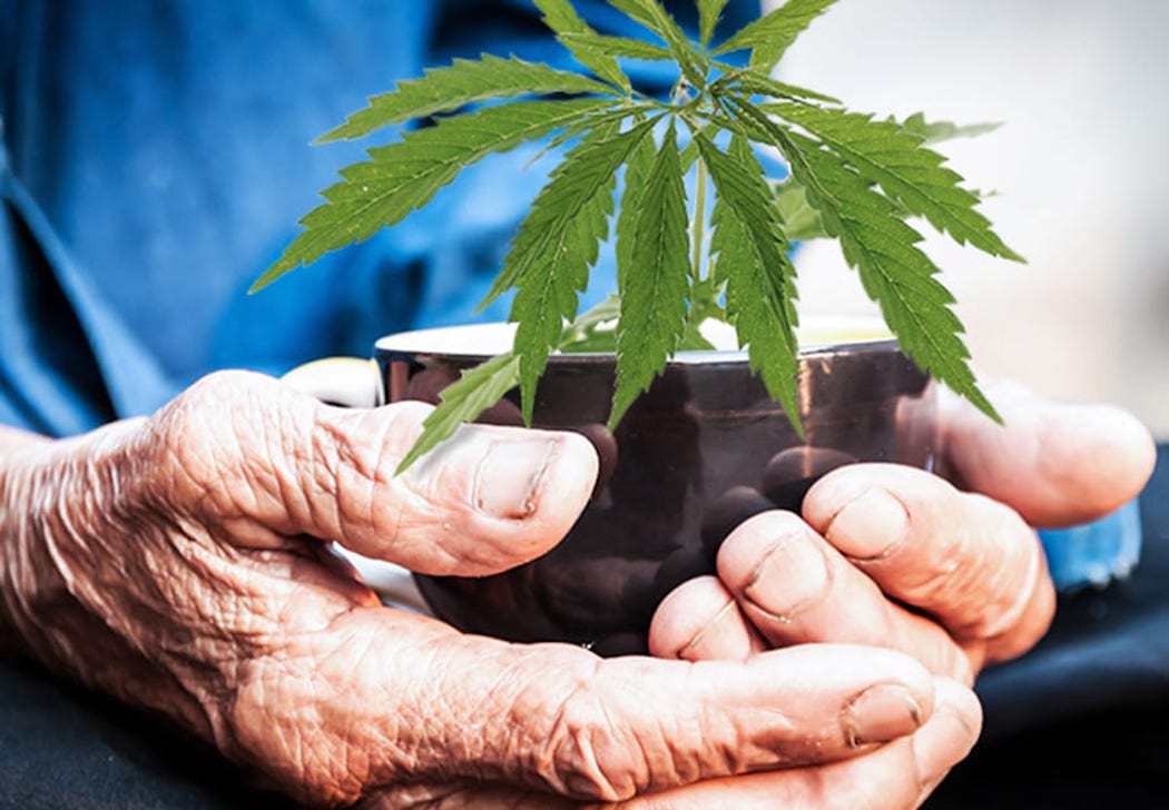 elderly cannabis
