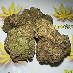 sugar kush