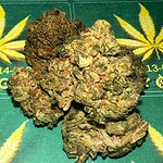 hindu skunk