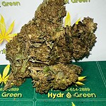 jack herer