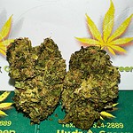 sour jack