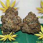 devil fruit