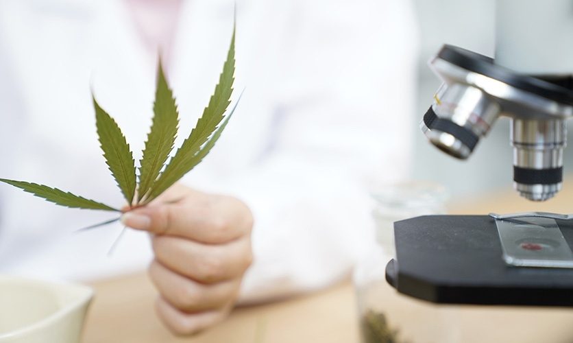 The Science of Cannabis