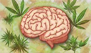 science of cannabis