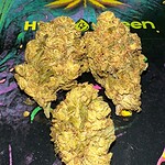 Dense cannabis buds with vibrant orange hairs and frosty trichomes on a colorful Hydro Green Shop mat.