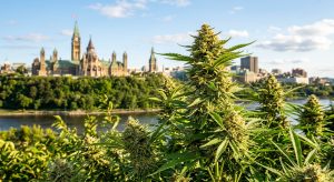 Best Weed Strains for Summer 2026 — Ottawa’s Top Picks Delivered Same-Day