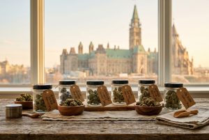 Cheap Weed Delivery Ottawa — Quality Cannabis Starting at $50/oz Delivered Same-Day