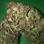 Purple Haze Flower Sativa 28% THC cannabis strain for Ottawa weed delivery