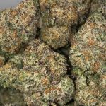 BC Dosi Gelato Flower Hybrid 30% THC cannabis strain for Ottawa weed delivery