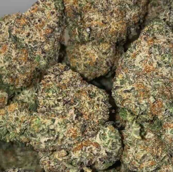 BC Dosi Gelato Flower Hybrid 30% THC cannabis strain for Ottawa weed delivery