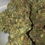 BC Moon Kush Flower Indica 34% THC cannabis strain for Ottawa weed delivery