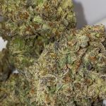 Gas Mask Flower Indica 32% THC cannabis strain for Ottawa weed delivery