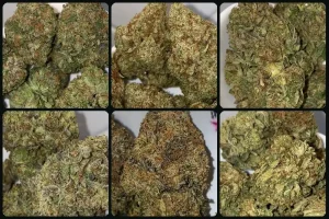 New Strain Drop: Gas Bomb, White Runtz, Guava Cake, Gas Mask, Astro Pink & Grape Fruit
