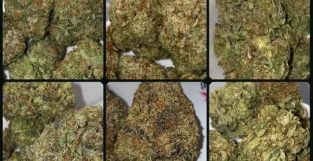 Six jars of cannabis flower labelled Gas Bomb, White Runtz, Guava Cake, Gas Mask, Astro Pink and Grape Fruit on a shop counter