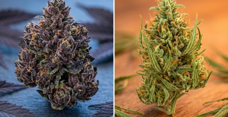 Indica vs sativa cannabis guide — Hydro Green Shop Ottawa